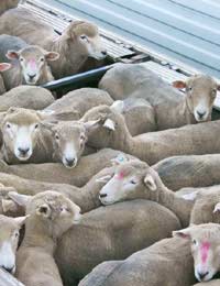 Veterinary Certificates When Exporting Livestock